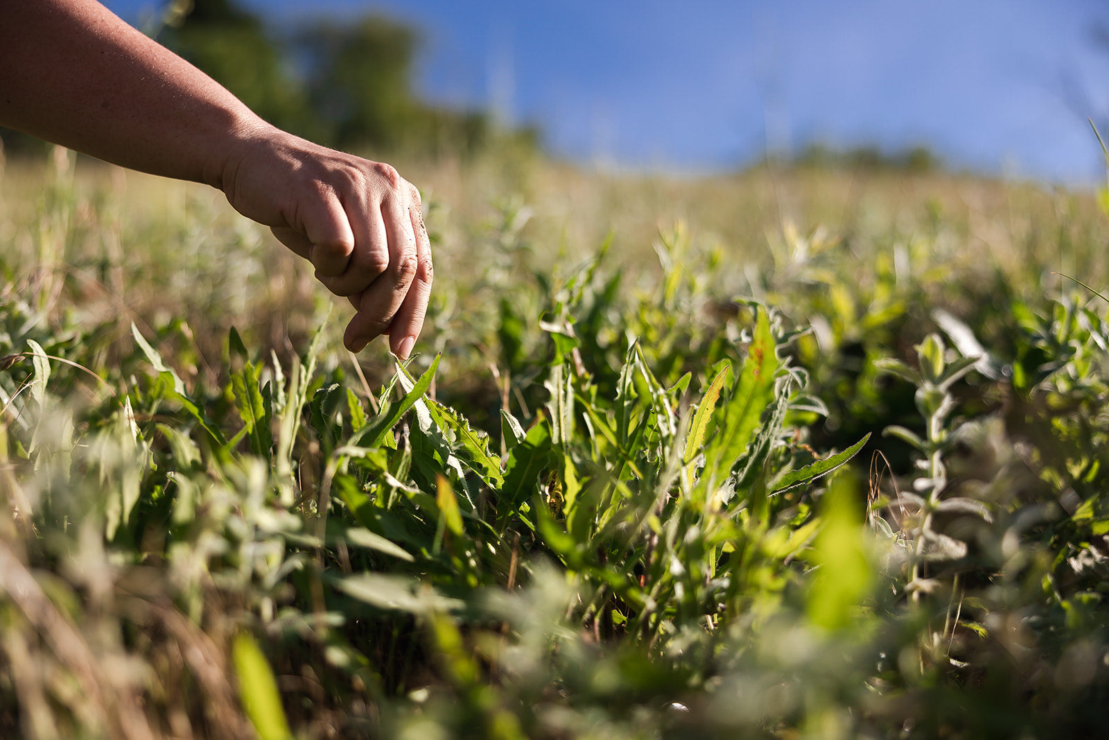 Nurturing Roots: 50 Years of People-First Culture at Traditional Medicinals