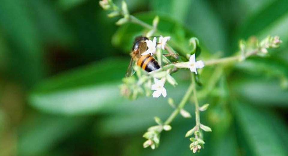 Bee on flower