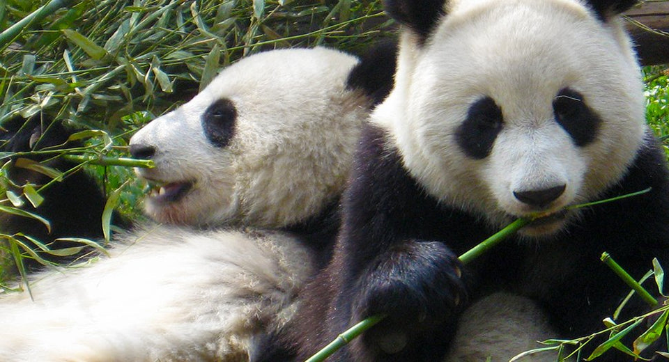 Pandas