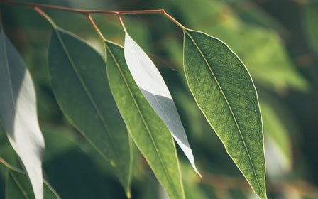 Eucalyptus