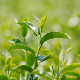 Tea Plant