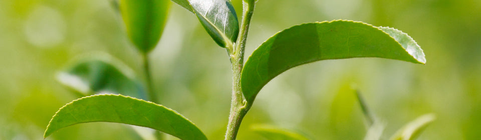 Tea Plant