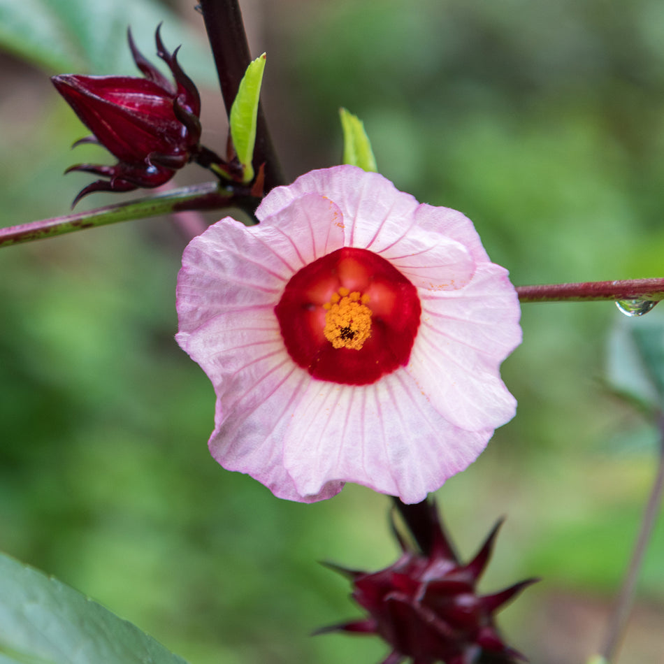 Organic Hibiscus Flower, C/s hibiscus Sabdariffa 