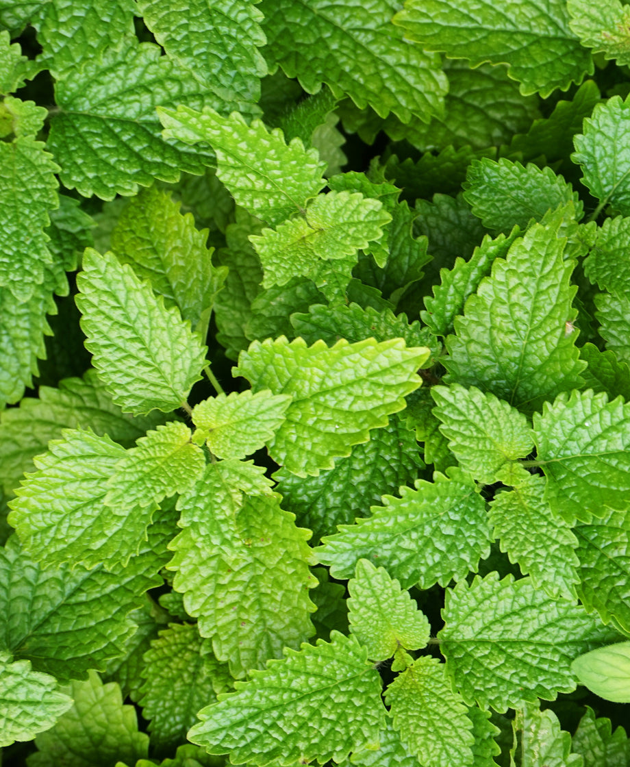 Lemon Balm