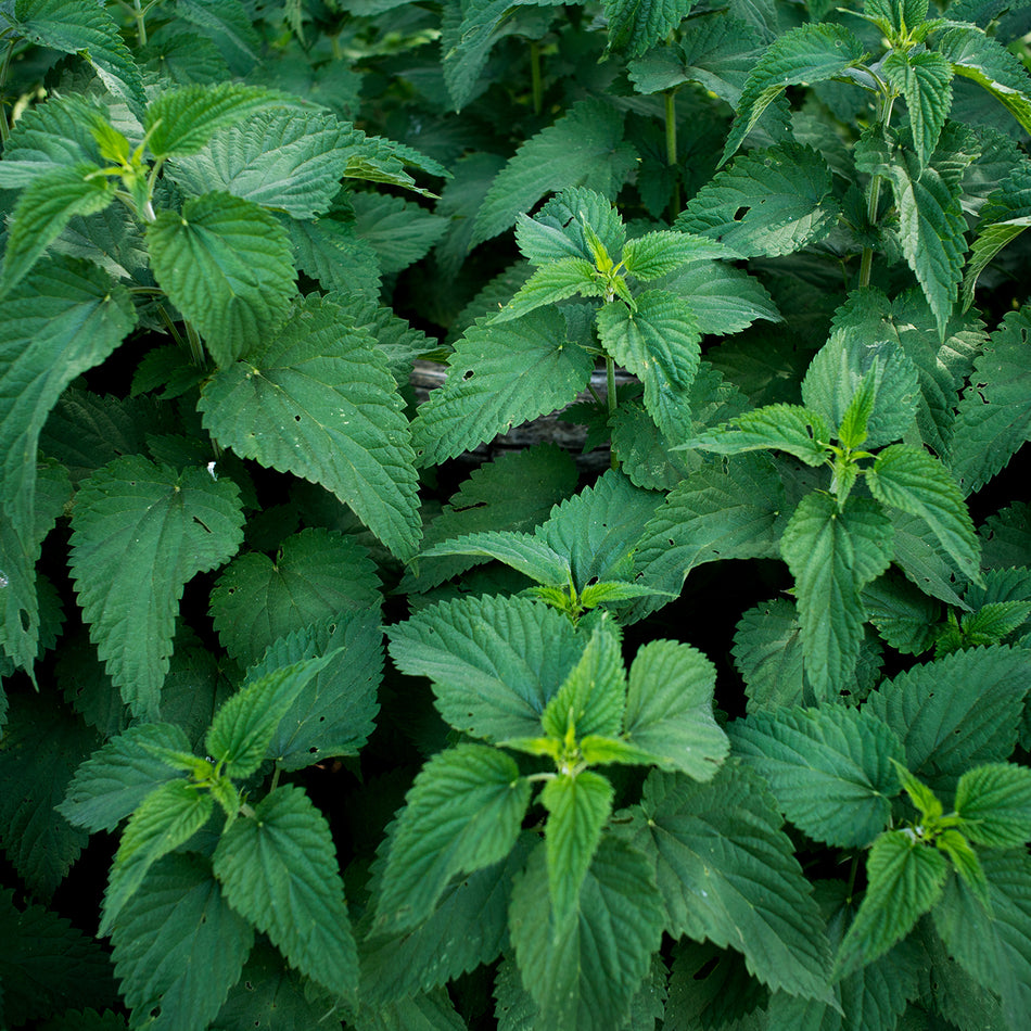 How to Grow and Care for Stinging Nettle