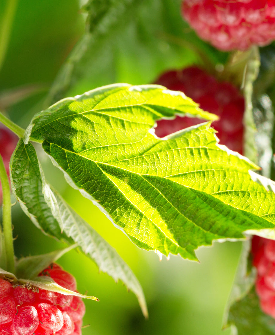 Raspberry Leaf