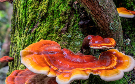 Reishi