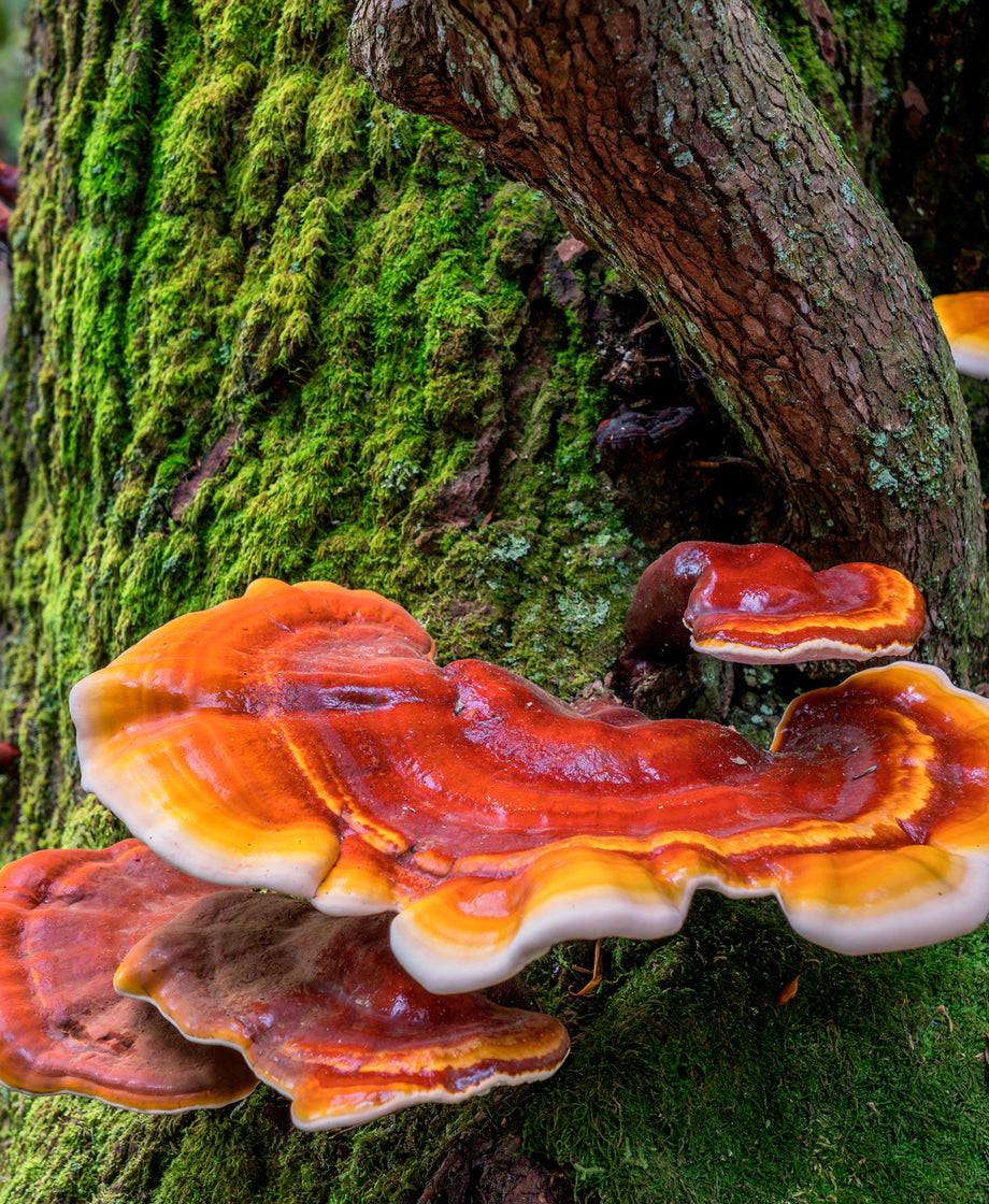 Reishi