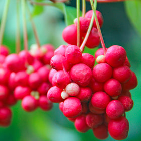 Schisandra Berry