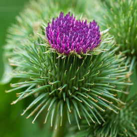 Healing Herbs, The Wonders of Smoking Herbs