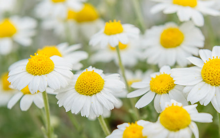 Chamomile