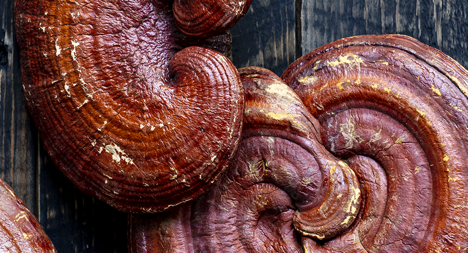 reishi mushrooms