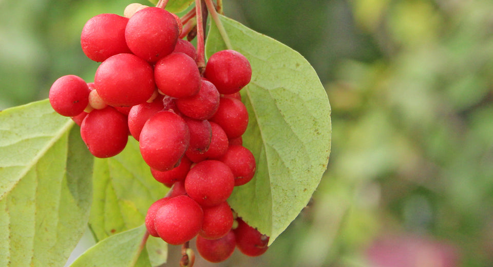 fresh schisandra berries