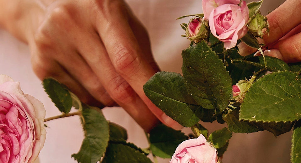 Hands holding pink roses