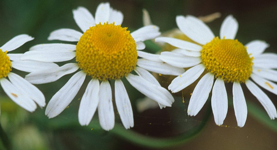 Chamomile 101