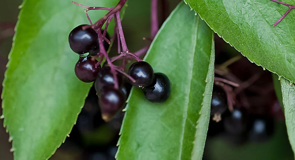 Elder berries on the tree