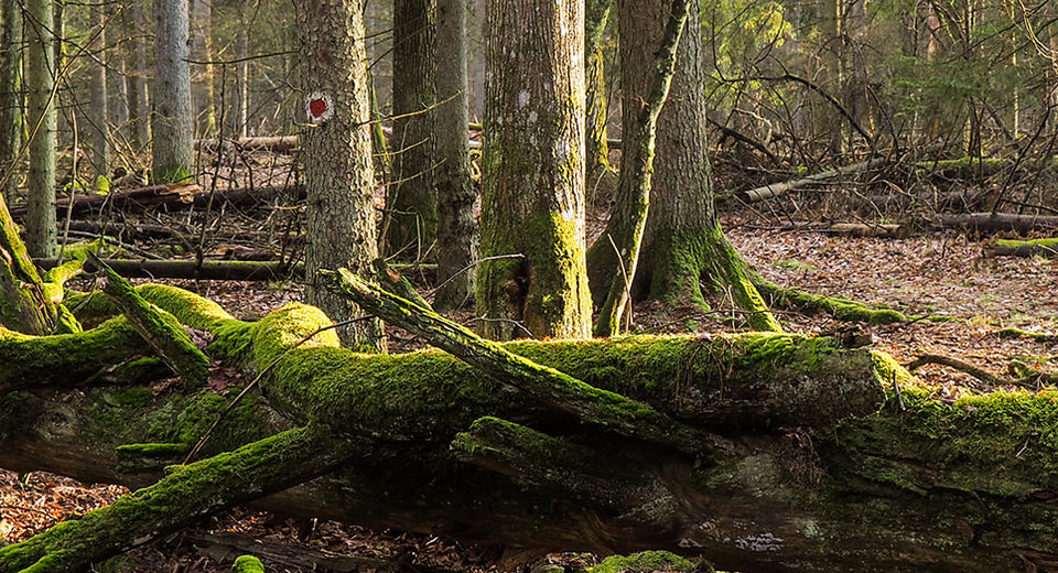 forest landscape