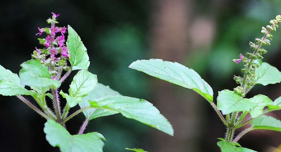 Tulsi 101