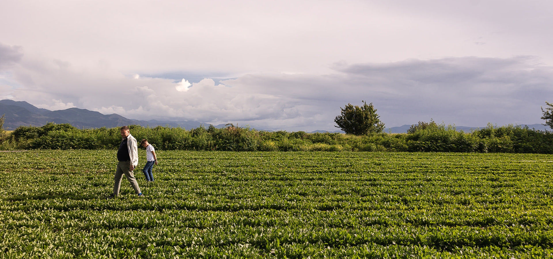 Herbal Allies: How We Work With Others to Protect Plants and People