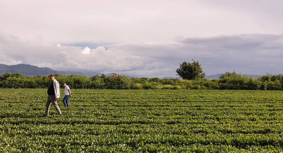 Herbal Allies: How We Work With Others to Protect Plants and People